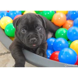 Hvalpe Bolde til Doggy Pool